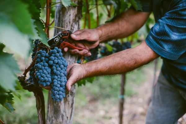 How Wine Is Made